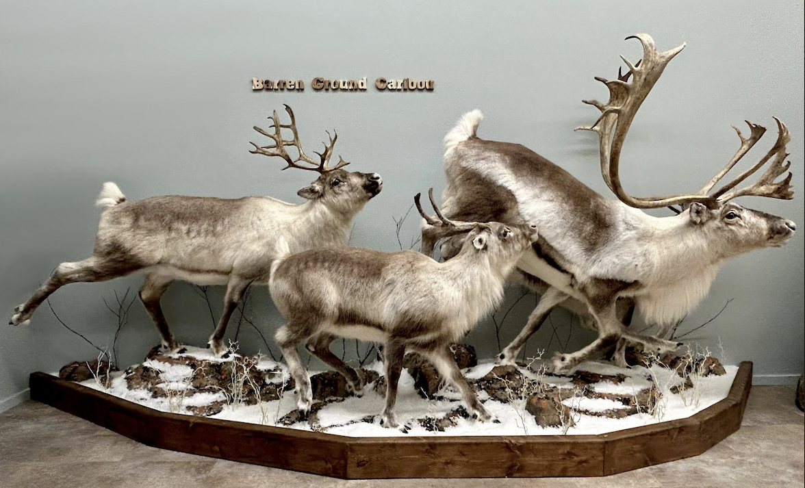 Caribou display at Nature's North Gallery in Yellowknife Northwest territories. Photo Nature's North Gallery