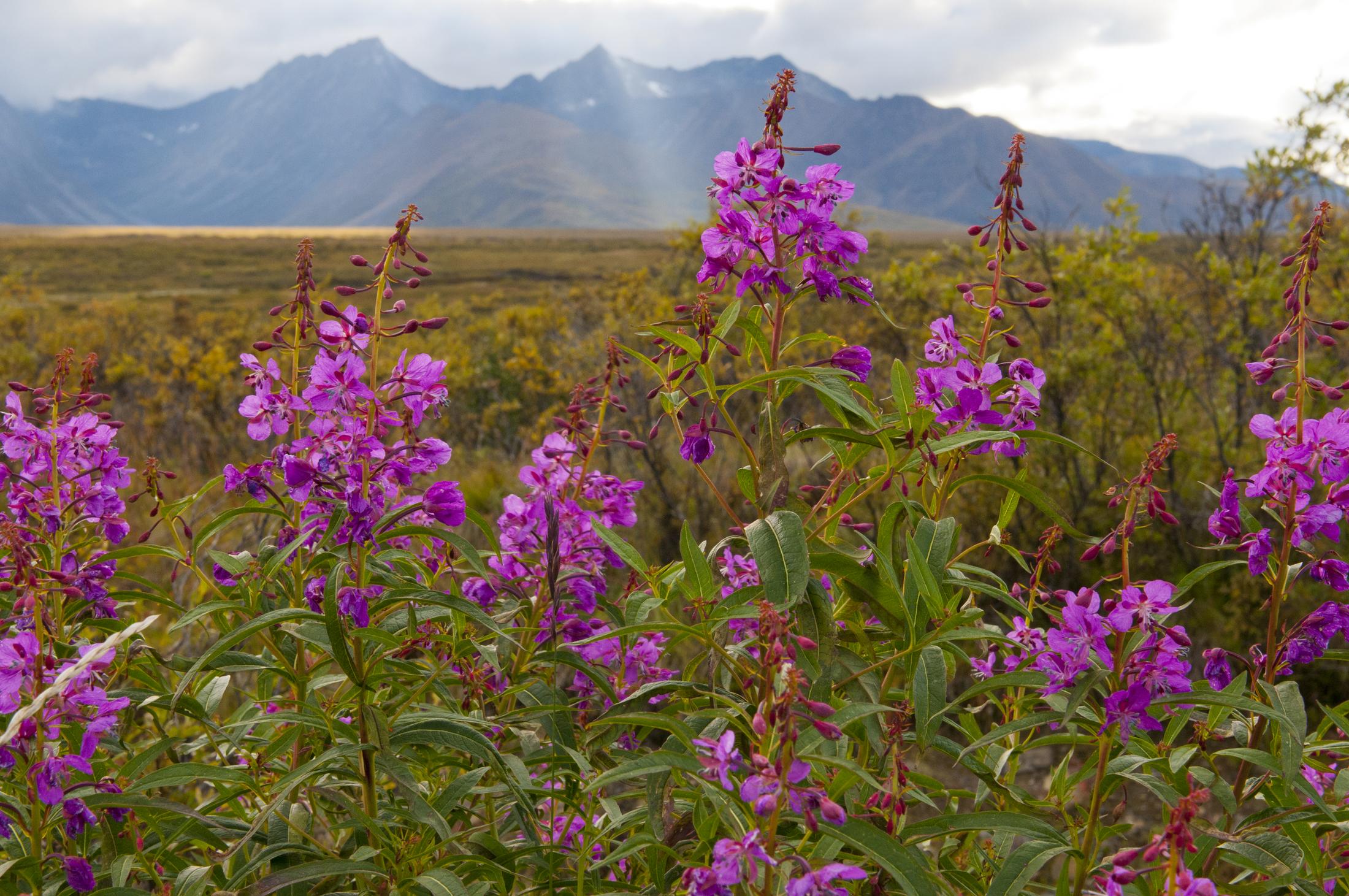 wildflowers in the Mackenzie mountains in the Northwest territories